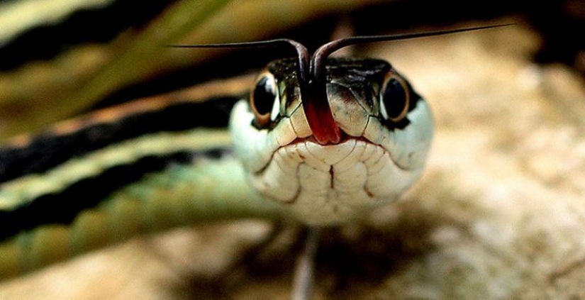 6 animales que pueden cambiar de sexo