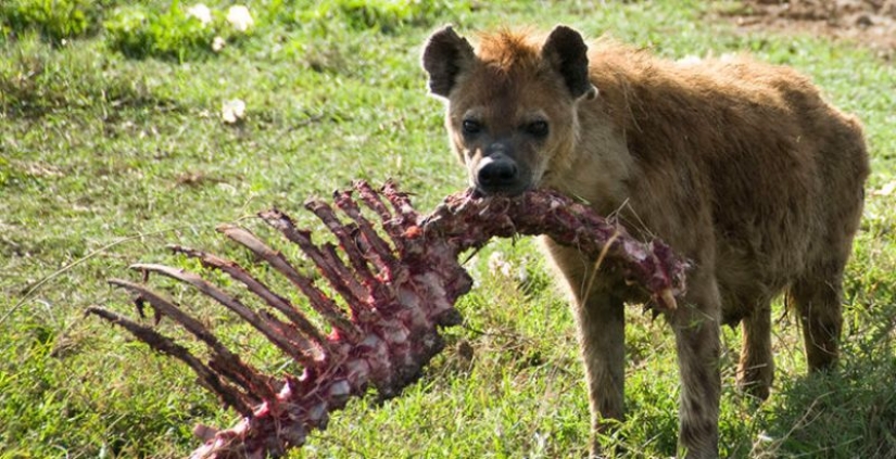 6 animales que pueden cambiar de sexo