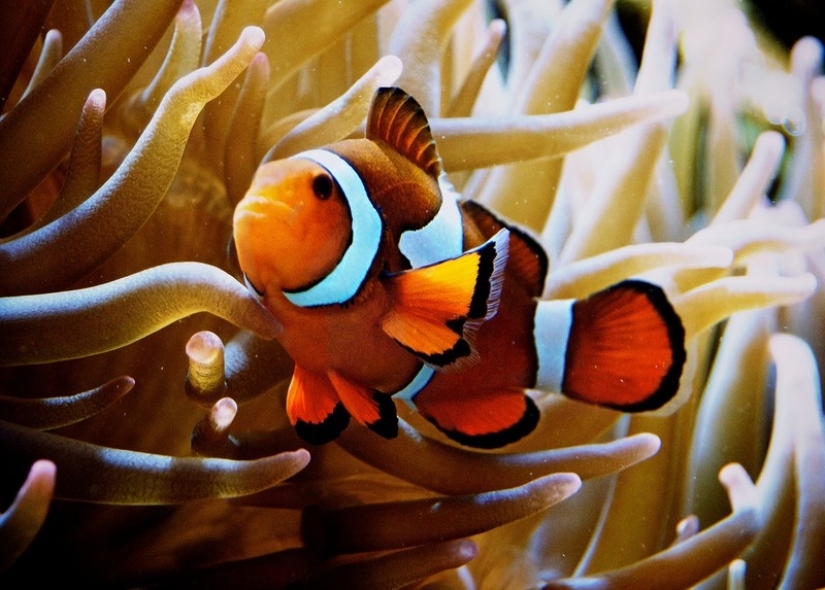 6 animals that can change their gender