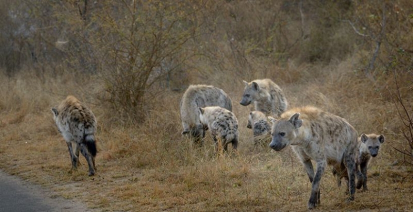 6 animals that can change their gender