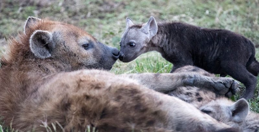 6 animals that can change their gender