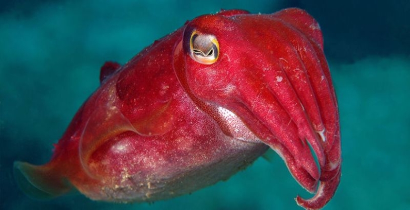 6 animals that can change their gender