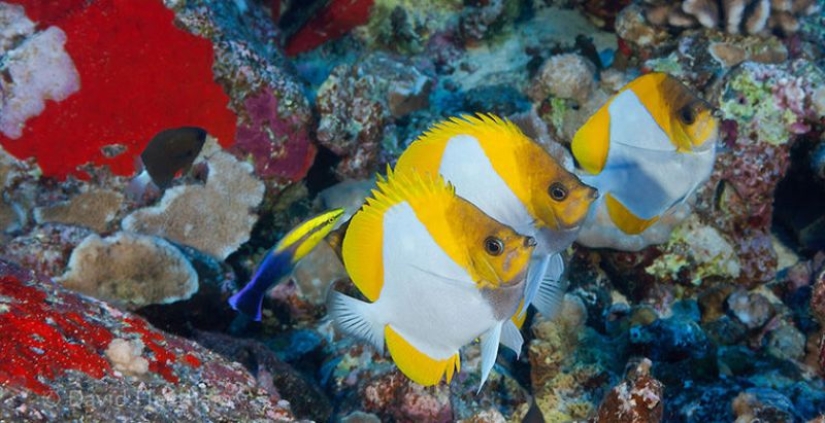 6 animals that can change their gender