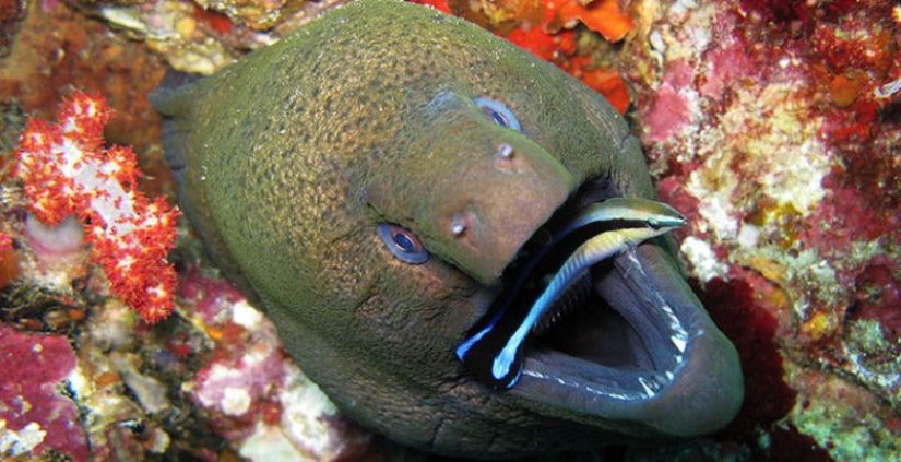 6 animals that can change their gender