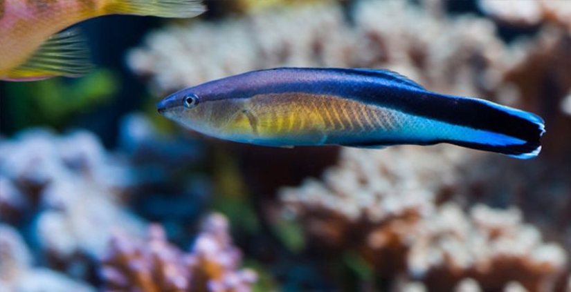 6 animals that can change their gender