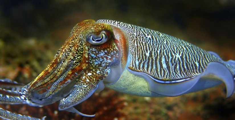 6 animals that can change their gender