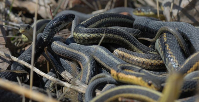 6 animals that can change their gender