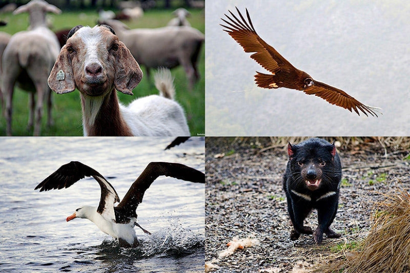 6 animals whose sex life will seem familiar to humans