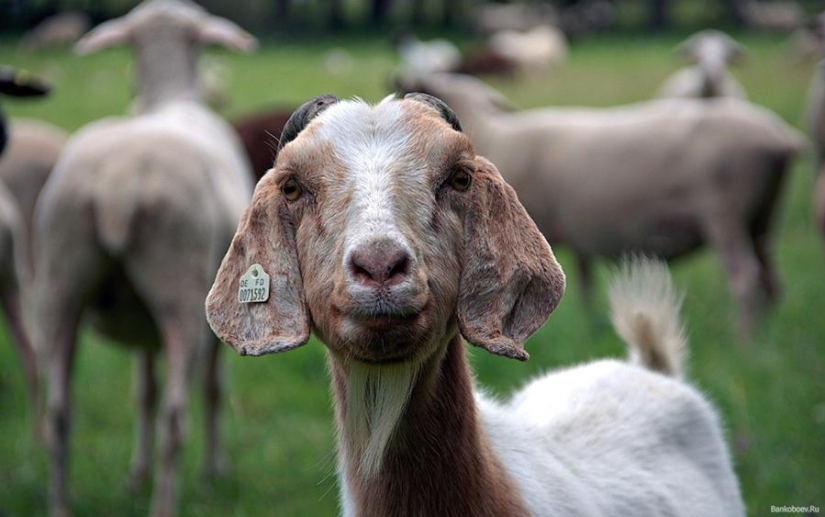 6 animals whose sex life will seem familiar to humans