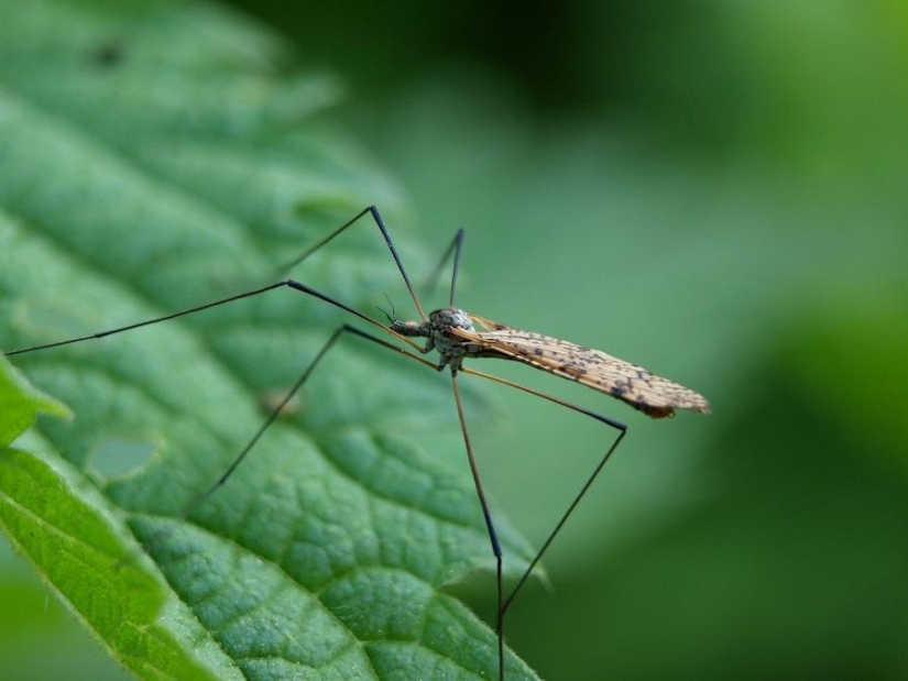 6 animals whose sex life will seem familiar to humans