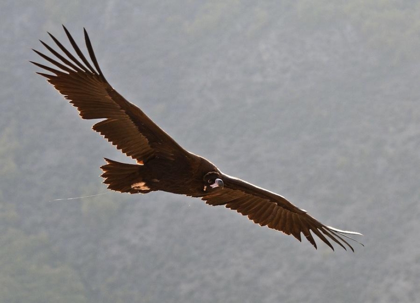 6 animals whose sex life will seem familiar to humans