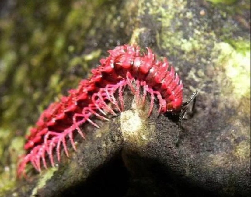 6 tipos de dragones que existen en la vida real