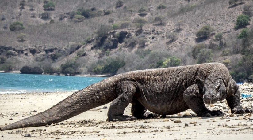 6 tipos de dragones que existen en la vida real