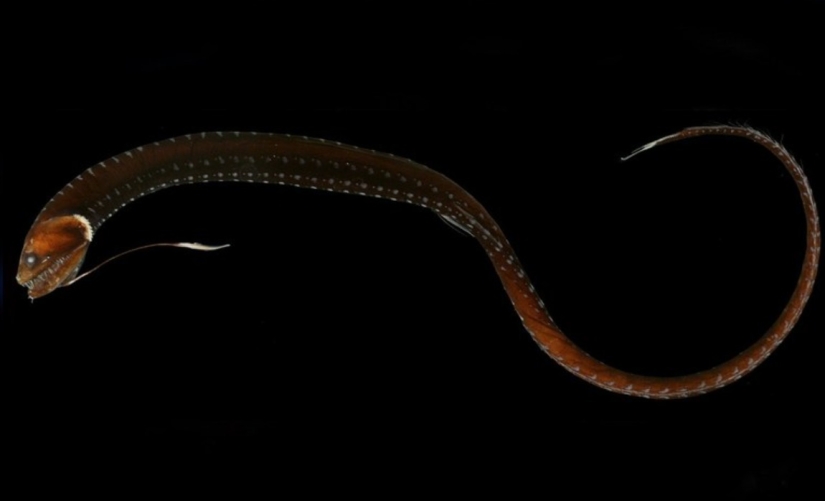 6 tipos de dragones que existen en la vida real