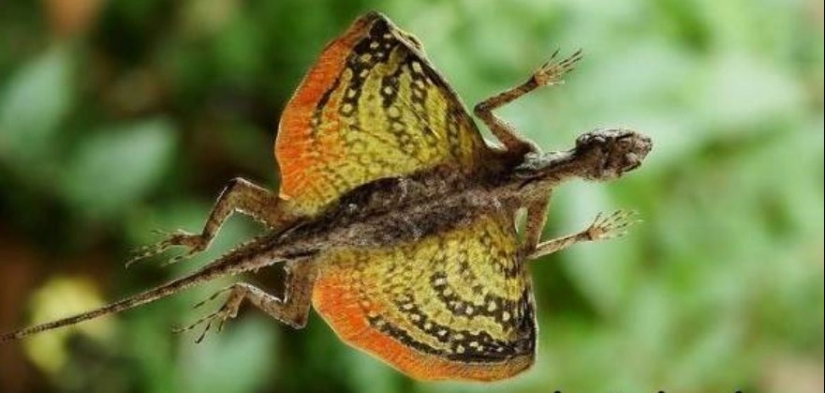 6 tipos de dragones que existen en la vida real