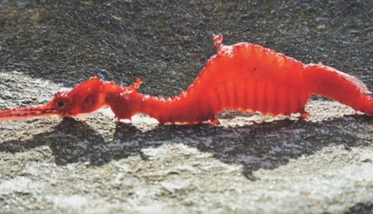 6 tipos de dragones que existen en la vida real