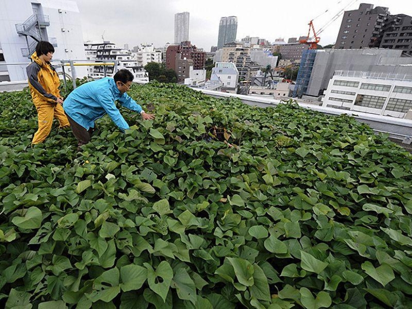 6 trabajos más inusuales del futuro