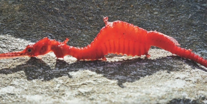 6 types of dragons that exist in real life