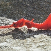 6 types of dragons that exist in real life