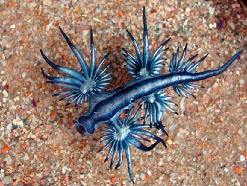 6 types of dragons that exist in real life