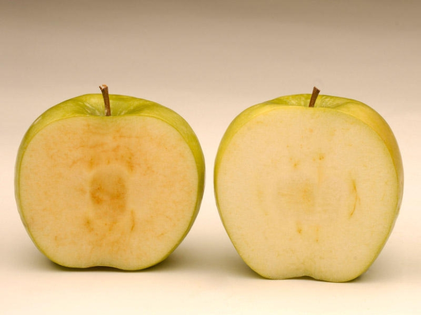 7 alimentos transgénicos que te dejarán boquiabierto 7 alimentos transgénicos que te dejarán boquiabierto