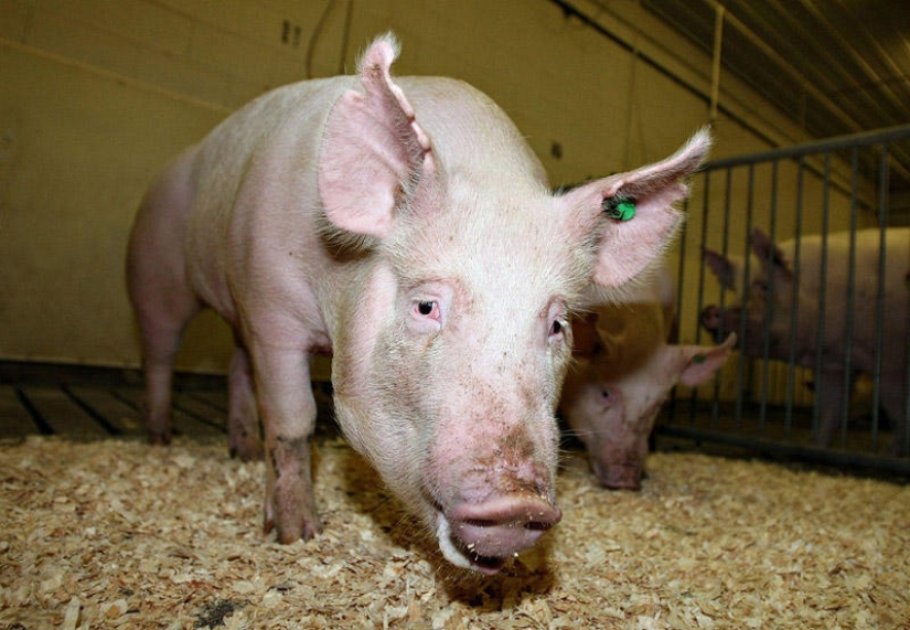 7 GMO foods that will blow your mind