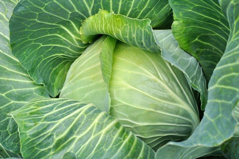 7 GMO foods that will blow your mind