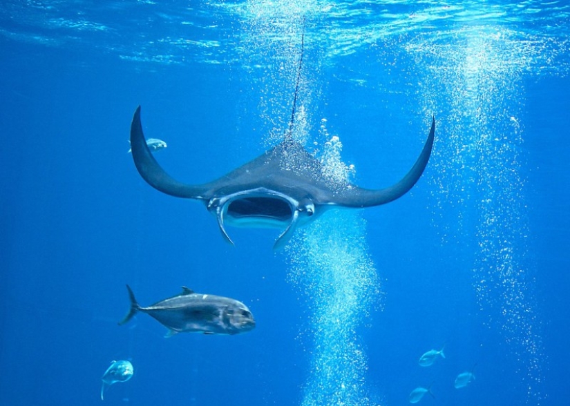 7 Terrifying Animals You Shouldn&#39;t Fear