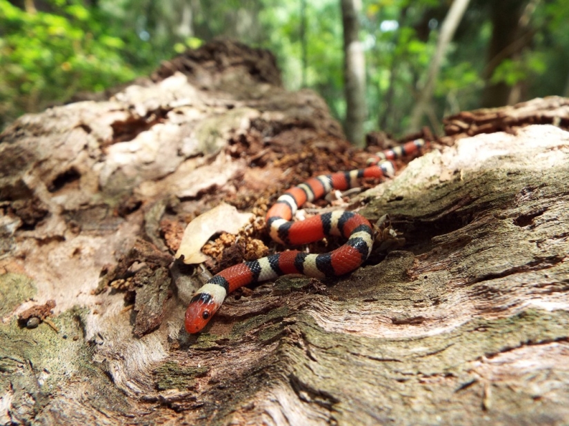 7 Terrifying Animals You Shouldn't Fear 7 Terrifying Animals You Shouldn't Fear