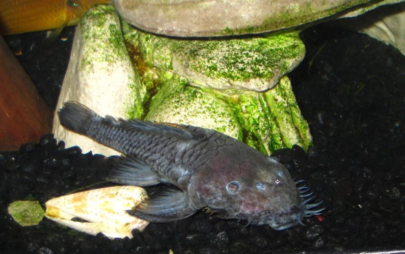 8 animales que se parecen a otros animales cruzados con otros animales 8 animales que se parecen a otros animales cruzados con otros animales