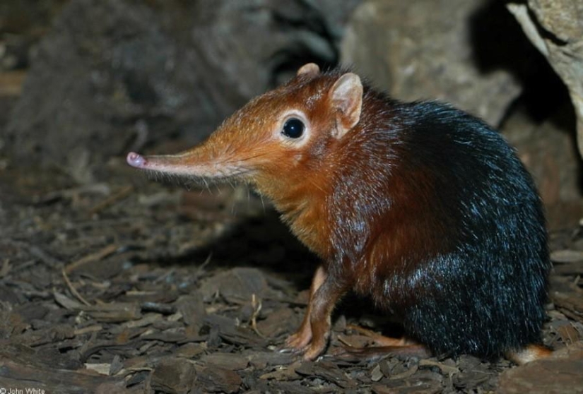 8 animales que se parecen a otros animales cruzados con otros animales 8 animales que se parecen a otros animales cruzados con otros animales
