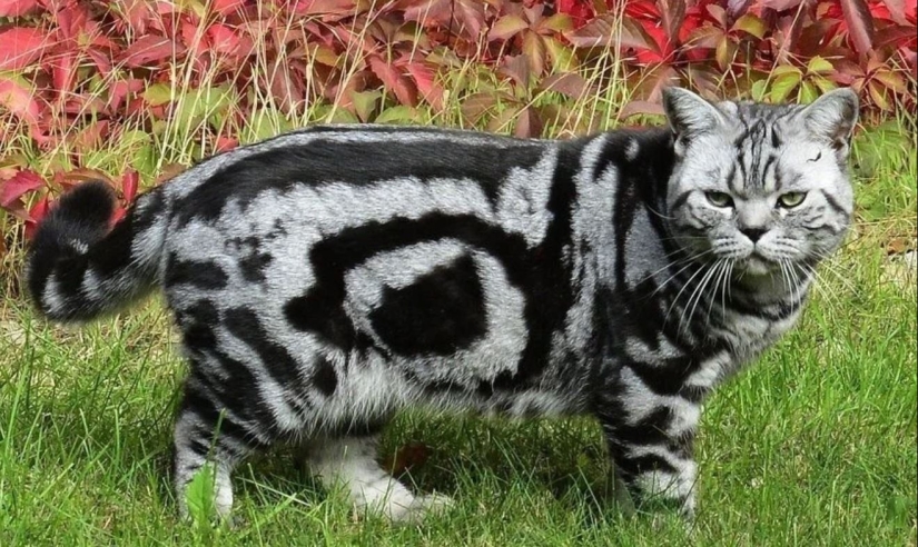 8 cats that nature has awarded with an unusual color