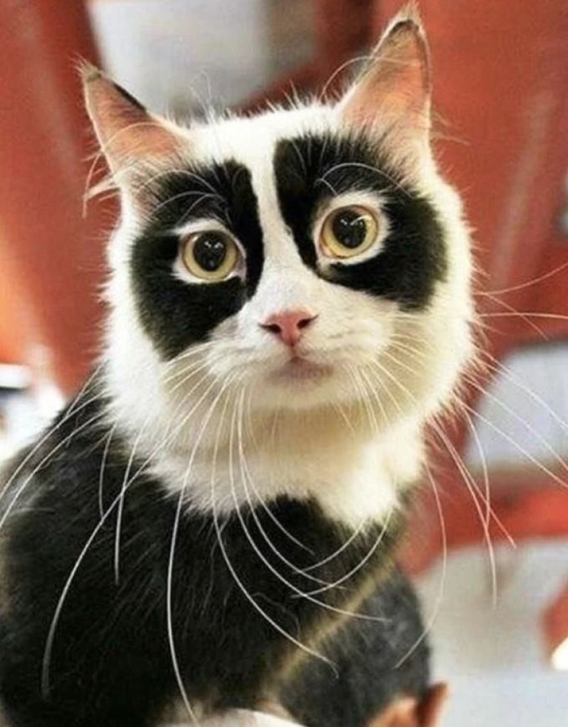 8 cats that nature has awarded with an unusual color