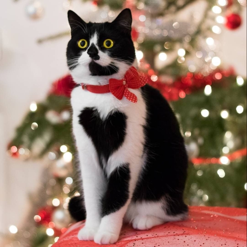 8 cats that nature has awarded with an unusual color