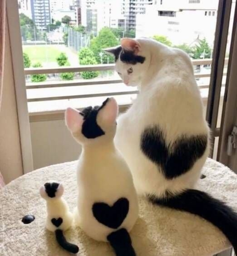 8 gatos que la naturaleza ha premiado con un color inusual 8 gatos que la naturaleza ha premiado con un color inusual