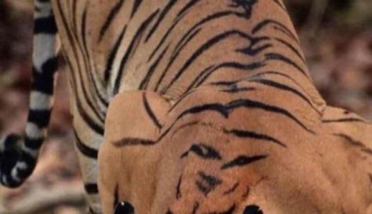 9 fotos que pueden engañar a cualquiera 9 fotos que pueden engañar a cualquiera