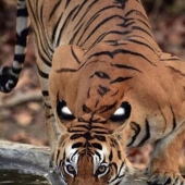 9 photos that can fool anyone