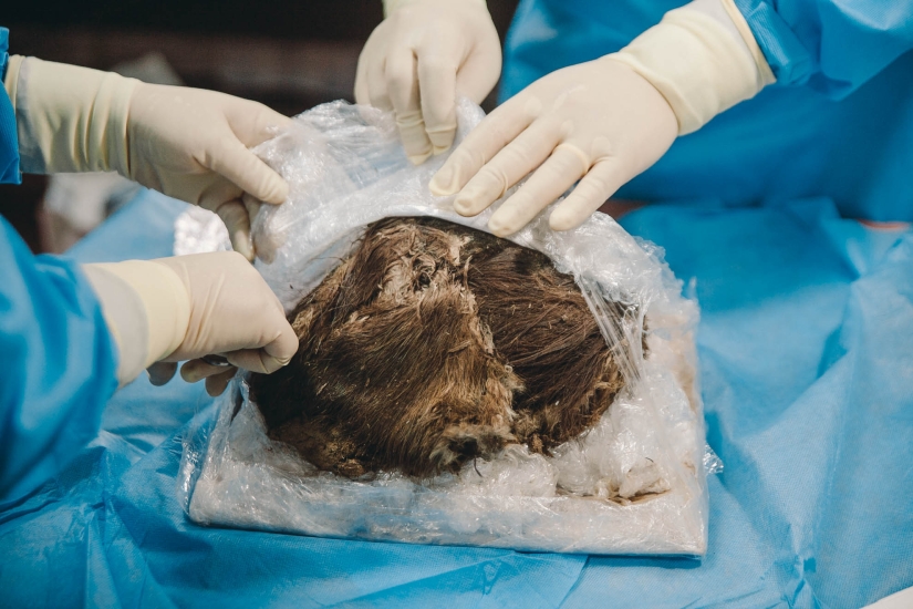 900-year-old mummy of the "Polar Princess" was unearthed in Siberia