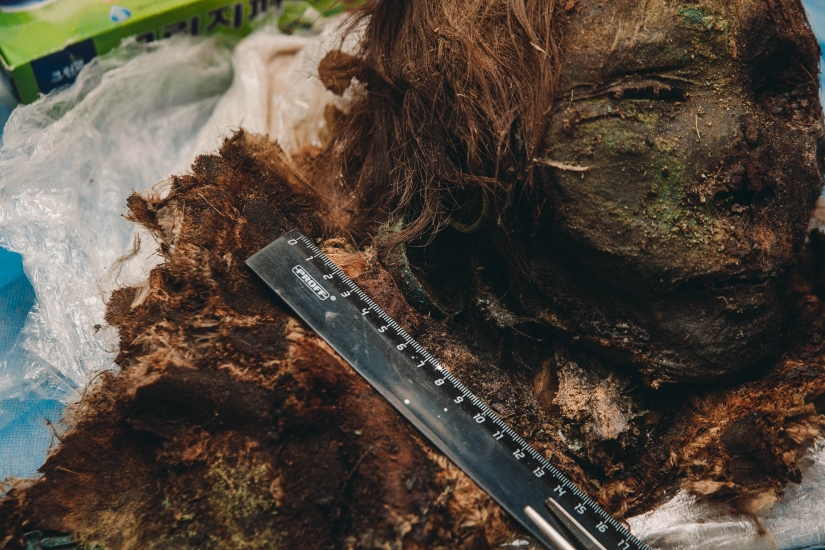 900-year-old mummy of the "Polar Princess" was unearthed in Siberia