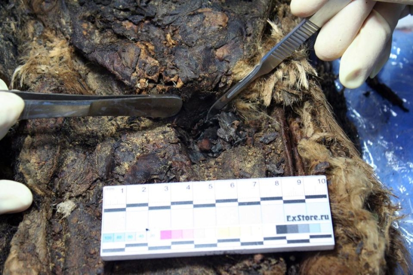 900-year-old mummy of the "Polar Princess" was unearthed in Siberia