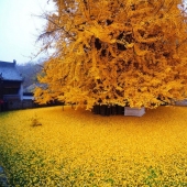 A 1400-year-old tree showered a Buddhist temple with a mountain of bright yellow leaves