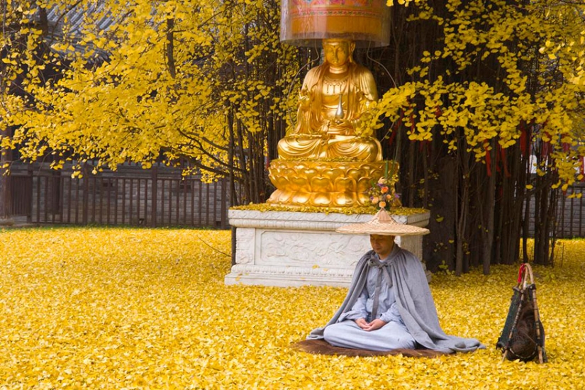 A 1400-year-old tree showered a Buddhist temple with a mountain of bright yellow leaves A 1400-year-old tree showered a Buddhist temple with a mountain of bright yellow leaves