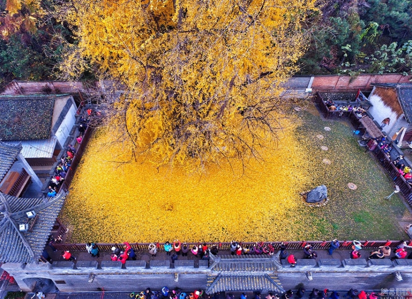 A 1400-year-old tree showered a Buddhist temple with a mountain of bright yellow leaves A 1400-year-old tree showered a Buddhist temple with a mountain of bright yellow leaves