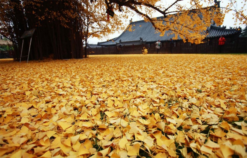 A 1400-year-old tree showered a Buddhist temple with a mountain of bright yellow leaves A 1400-year-old tree showered a Buddhist temple with a mountain of bright yellow leaves