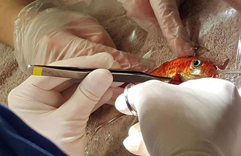 A 20-year-old goldfish could have died from a tumor, but she got the best owners in the world