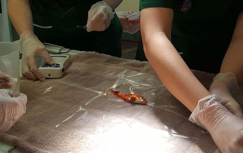 A 20-year-old goldfish could have died from a tumor, but she got the best owners in the world