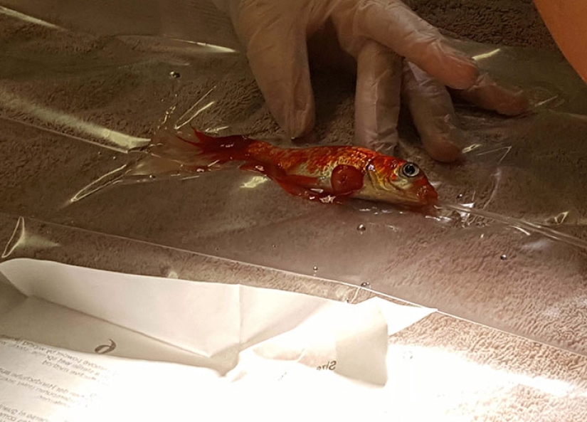 A 20-year-old goldfish could have died from a tumor, but she got the best owners in the world