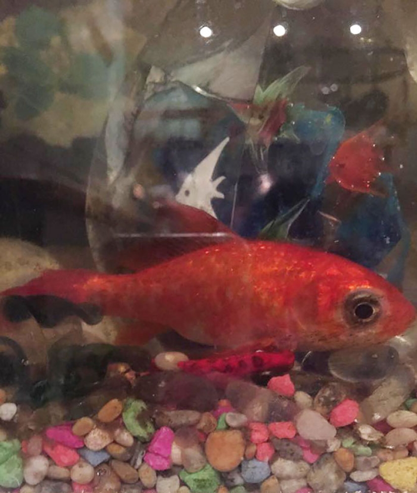 A 20-year-old goldfish could have died from a tumor, but she got the best owners in the world