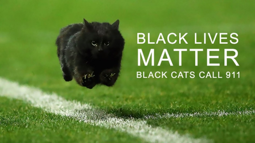 A black cat jumped onto the field during a rugby match and became a hero of the photojab
