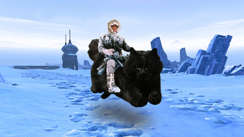 A black cat jumped onto the field during a rugby match and became a hero of the photojab